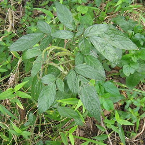 抹草種植禁忌|抹草種植指南：養護秘訣，打造健康抹草 